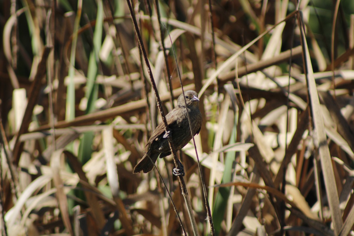 Shiny Cowbird - ML643753447