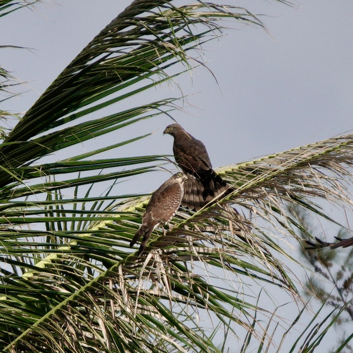 Gray-faced Buzzard - ML643753448