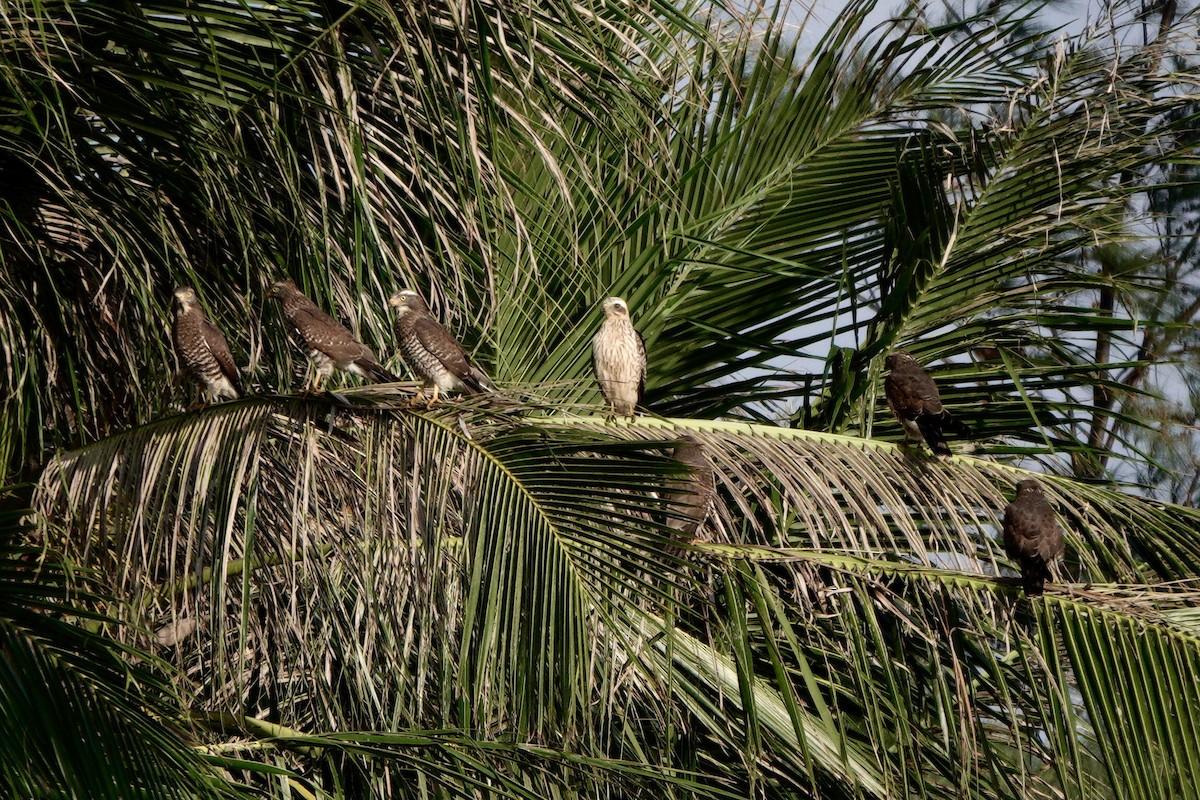 Gray-faced Buzzard - ML643753449