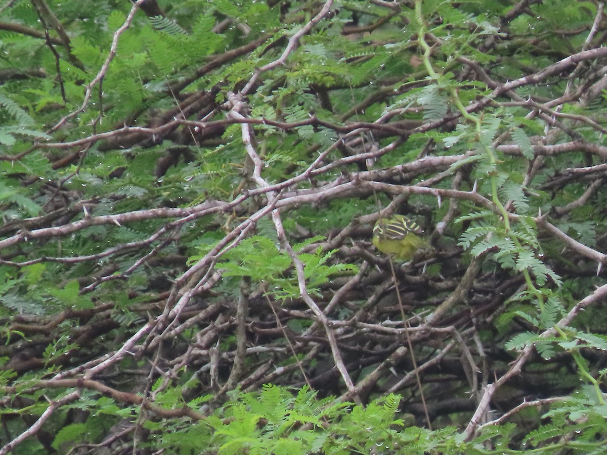 Common Iora - ML643753450