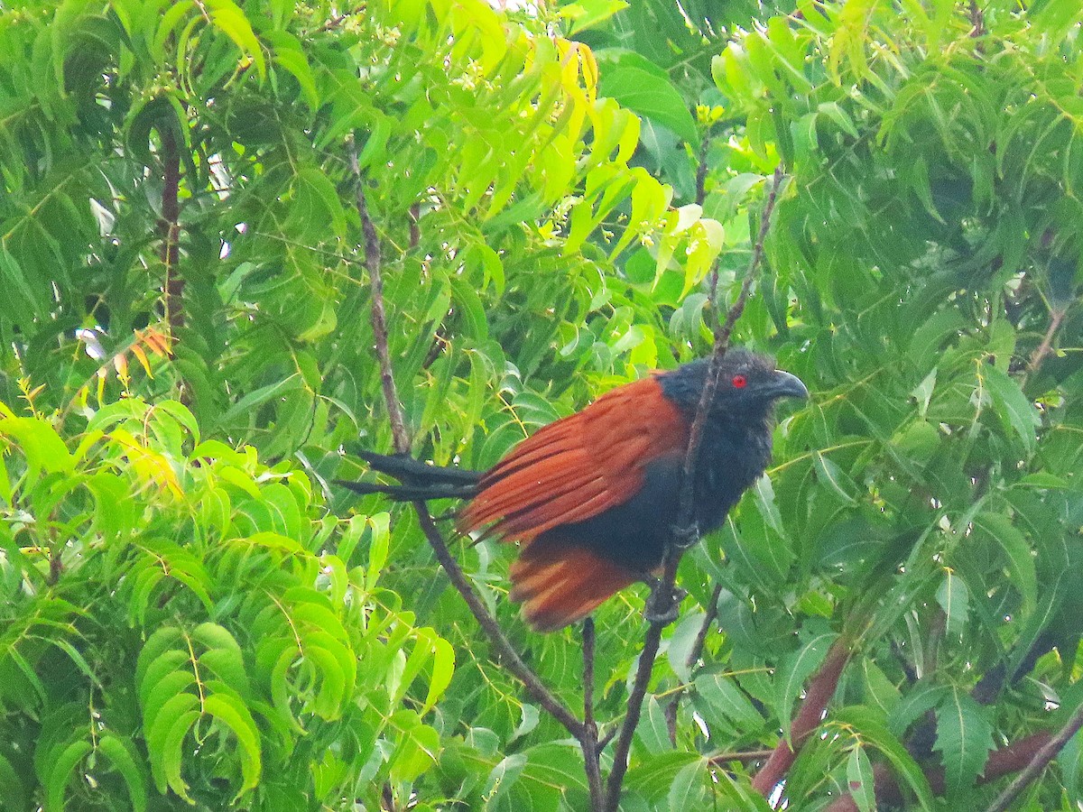 Greater Coucal - ML643753457