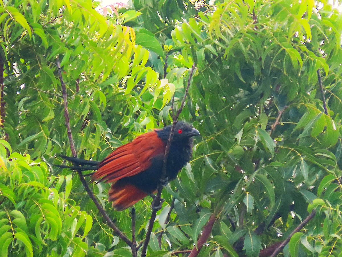 Greater Coucal - ML643753458