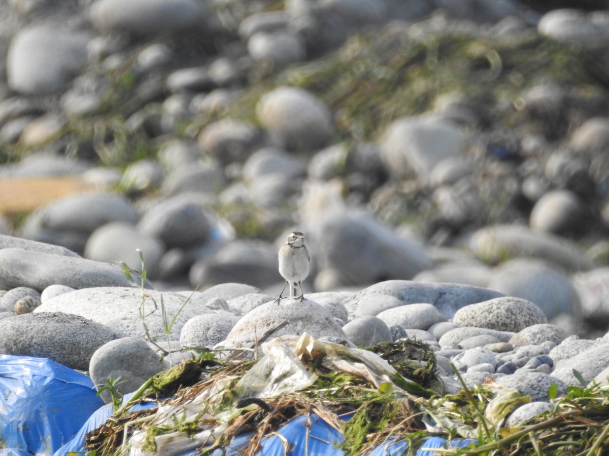 Citrine Wagtail - ML643753476