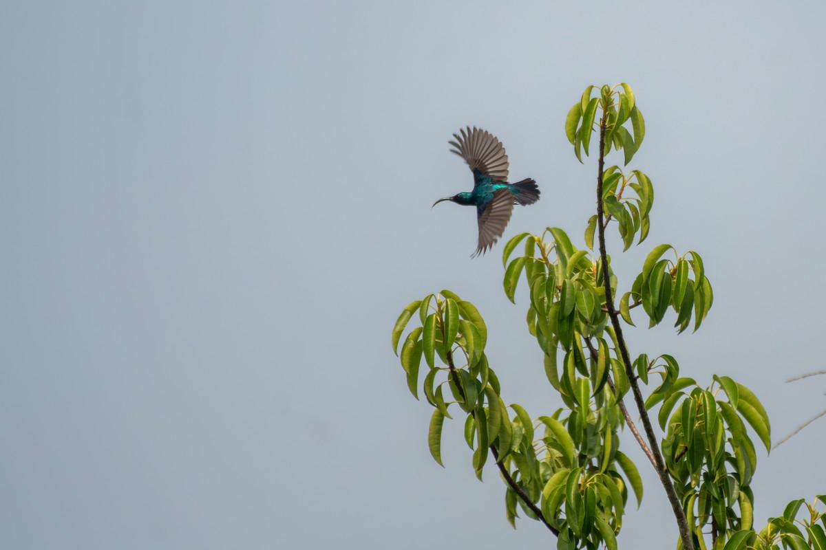 Loten's Sunbird - ML643753481