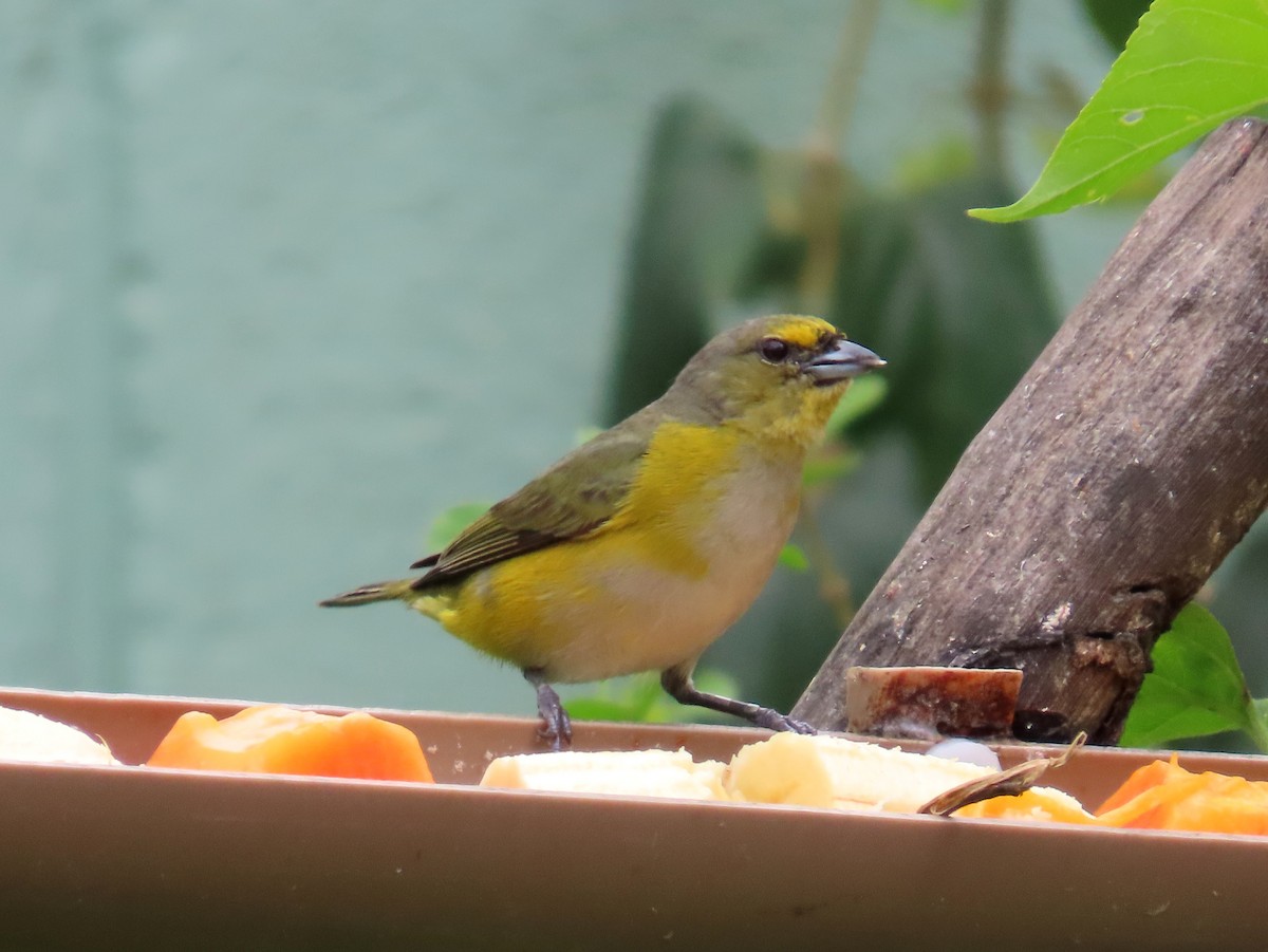 Purple-throated Euphonia - ML643753485
