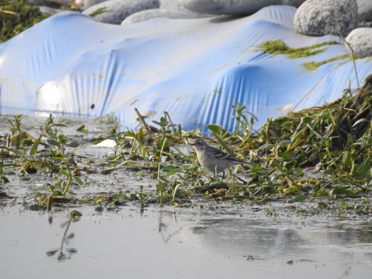 Citrine Wagtail - ML643753488