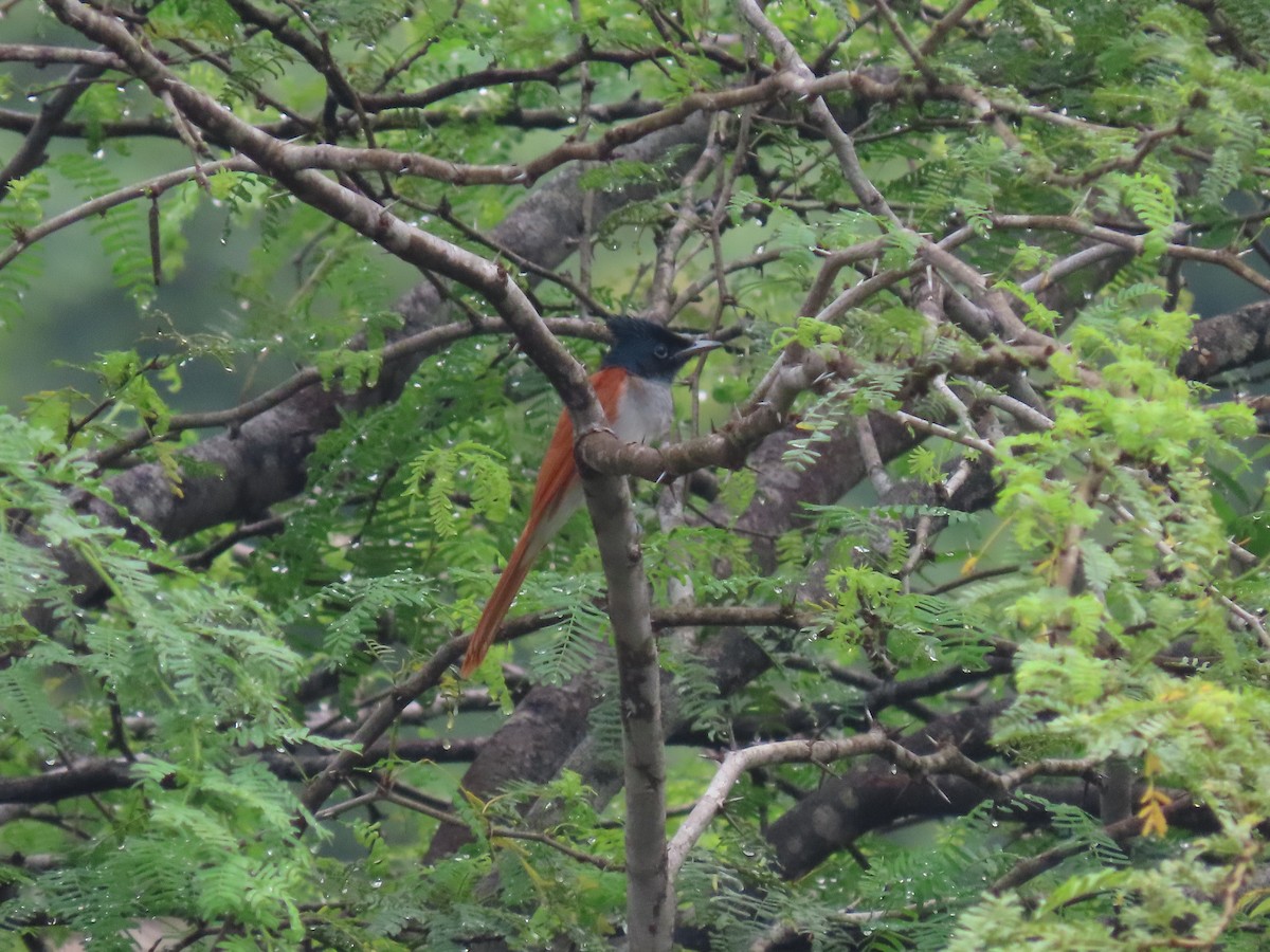 Indian Paradise-Flycatcher - ML643753495