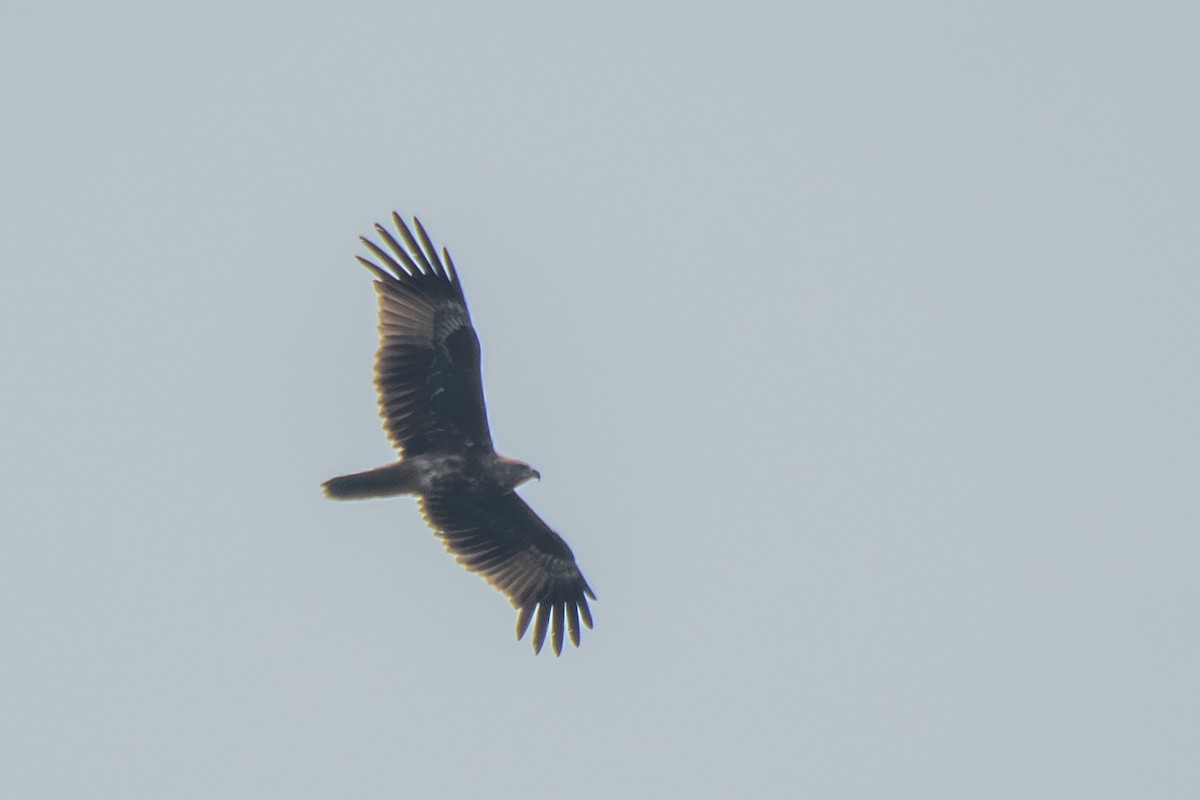 Brahminy Kite - ML643753497