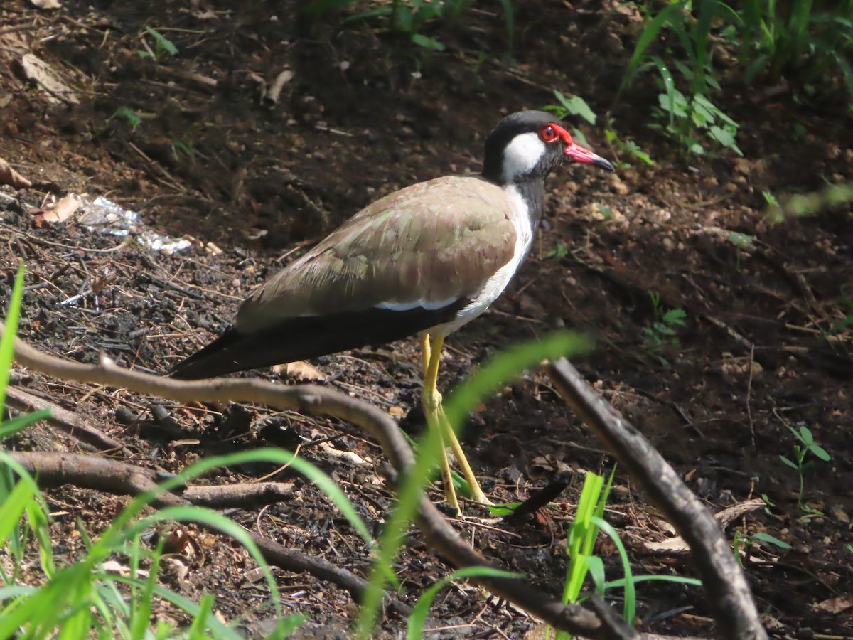 Red-wattled Lapwing - ML643753498