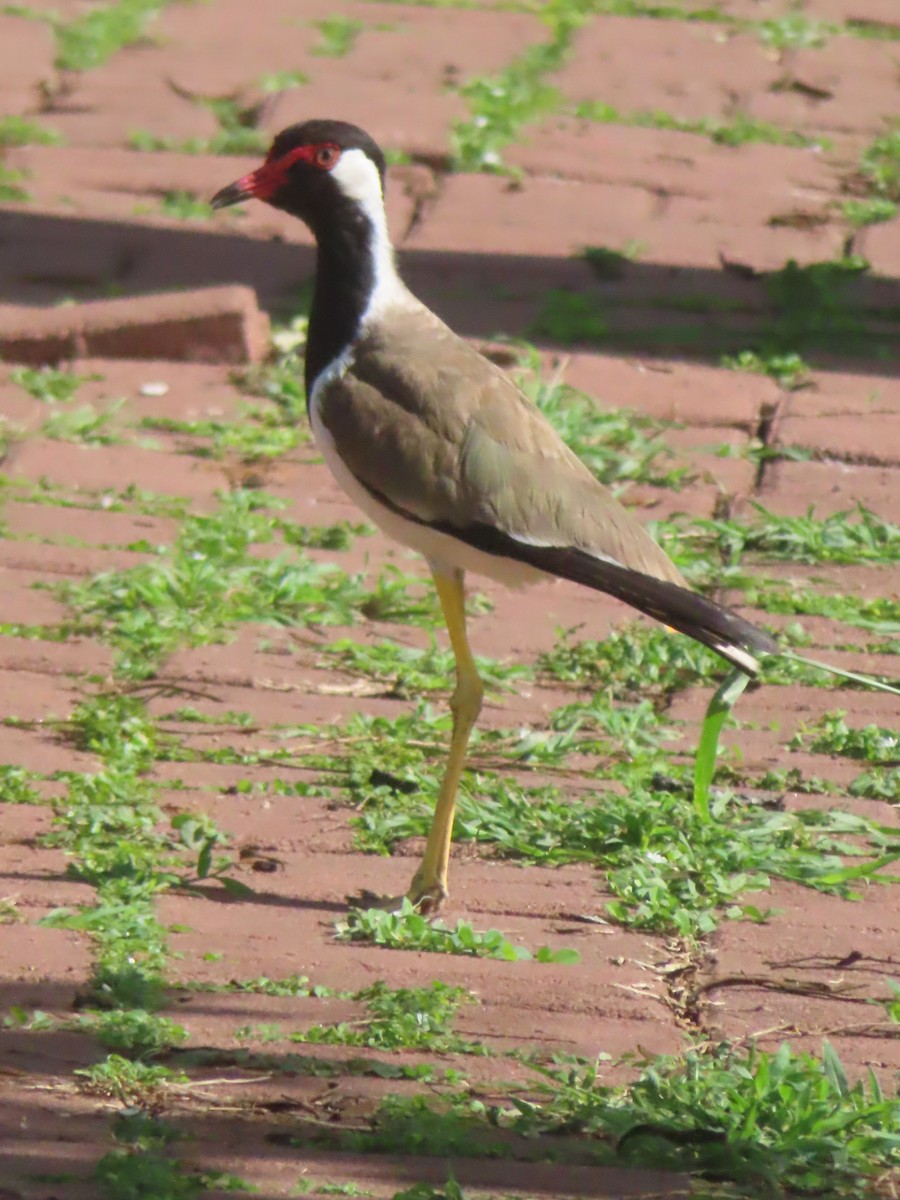 Red-wattled Lapwing - ML643753499