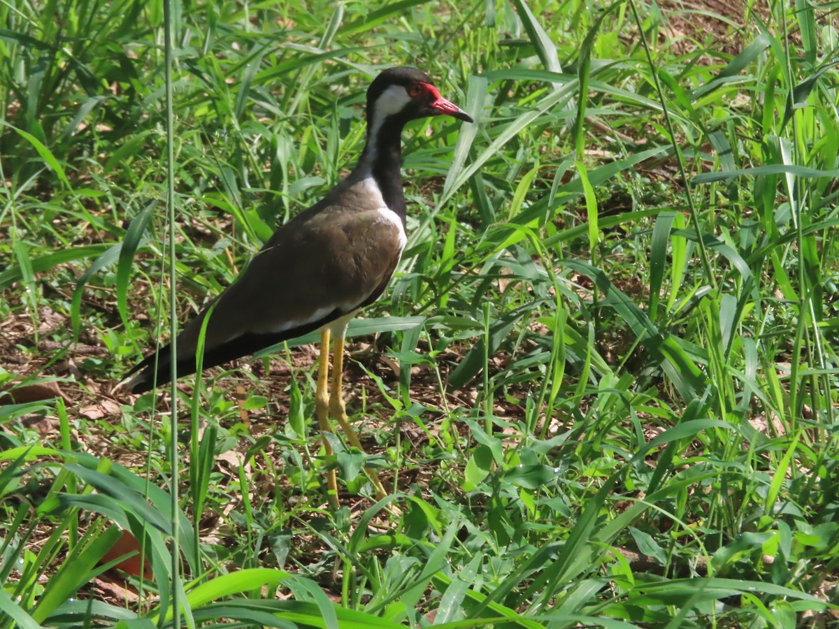 Red-wattled Lapwing - ML643753500