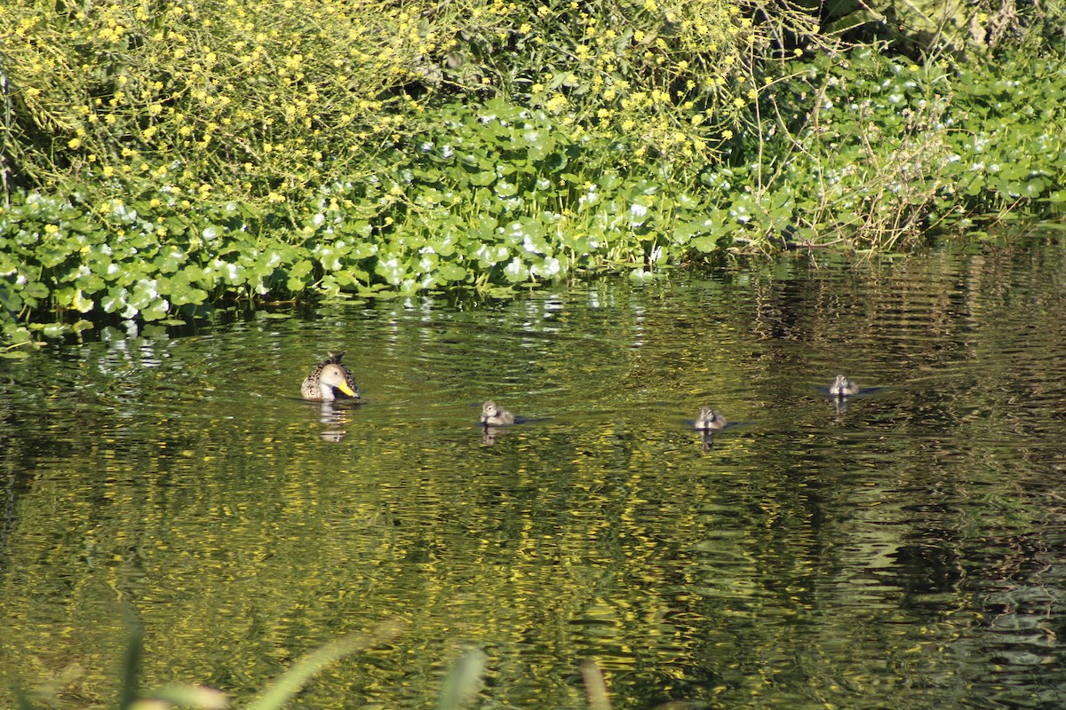 Yellow-billed Pintail - ML643753504