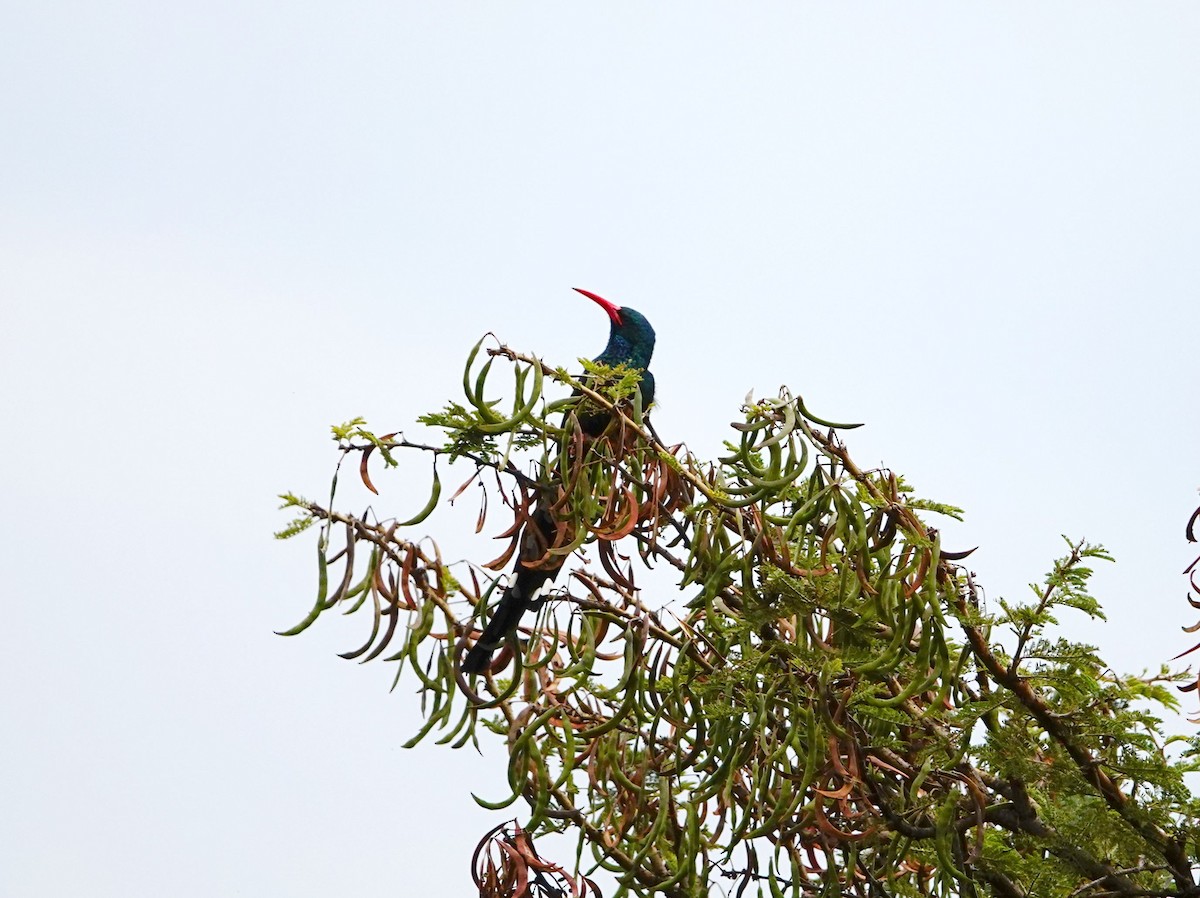 Green Woodhoopoe - ML643753507