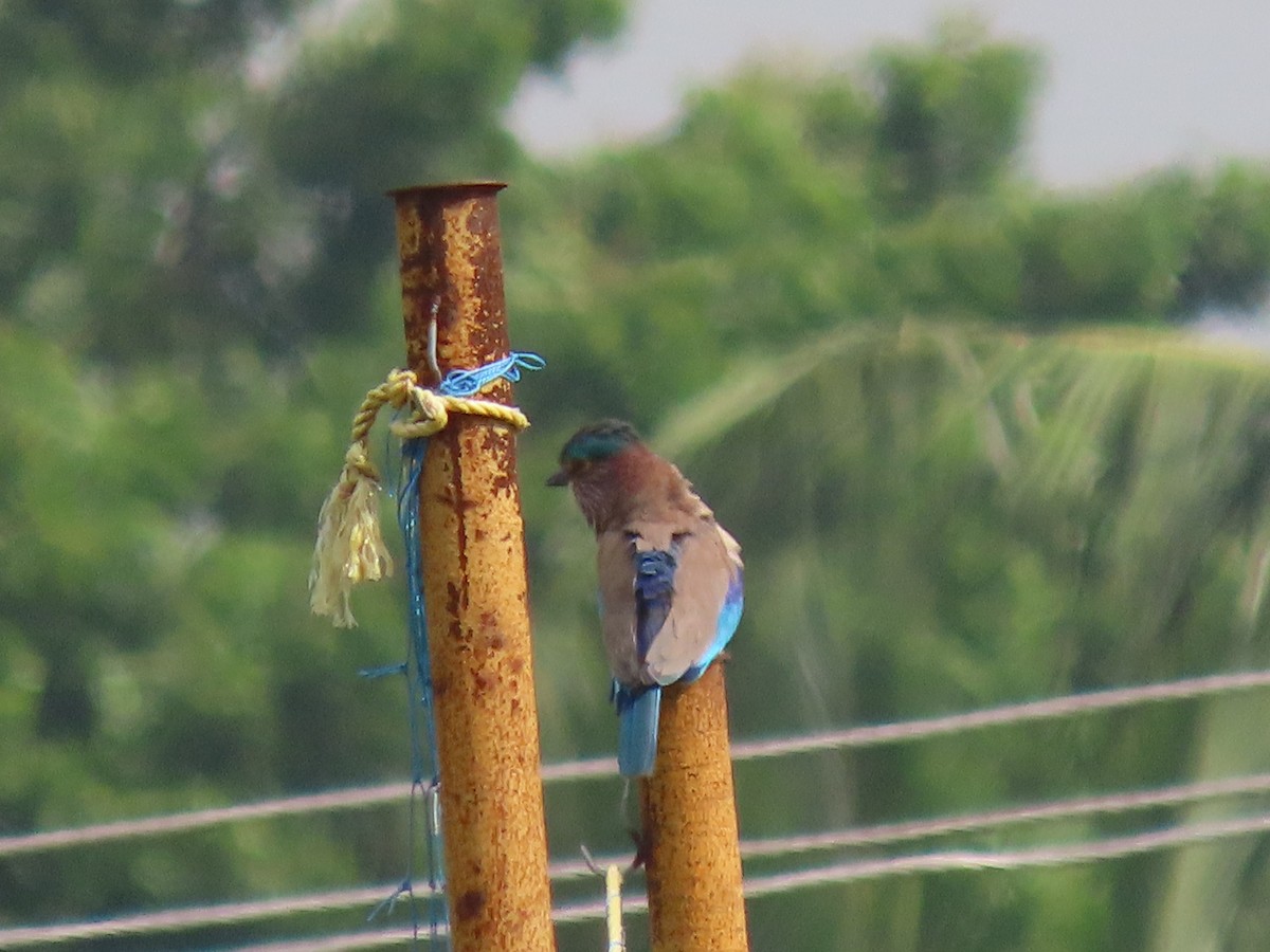 Indian Roller - ML643753508