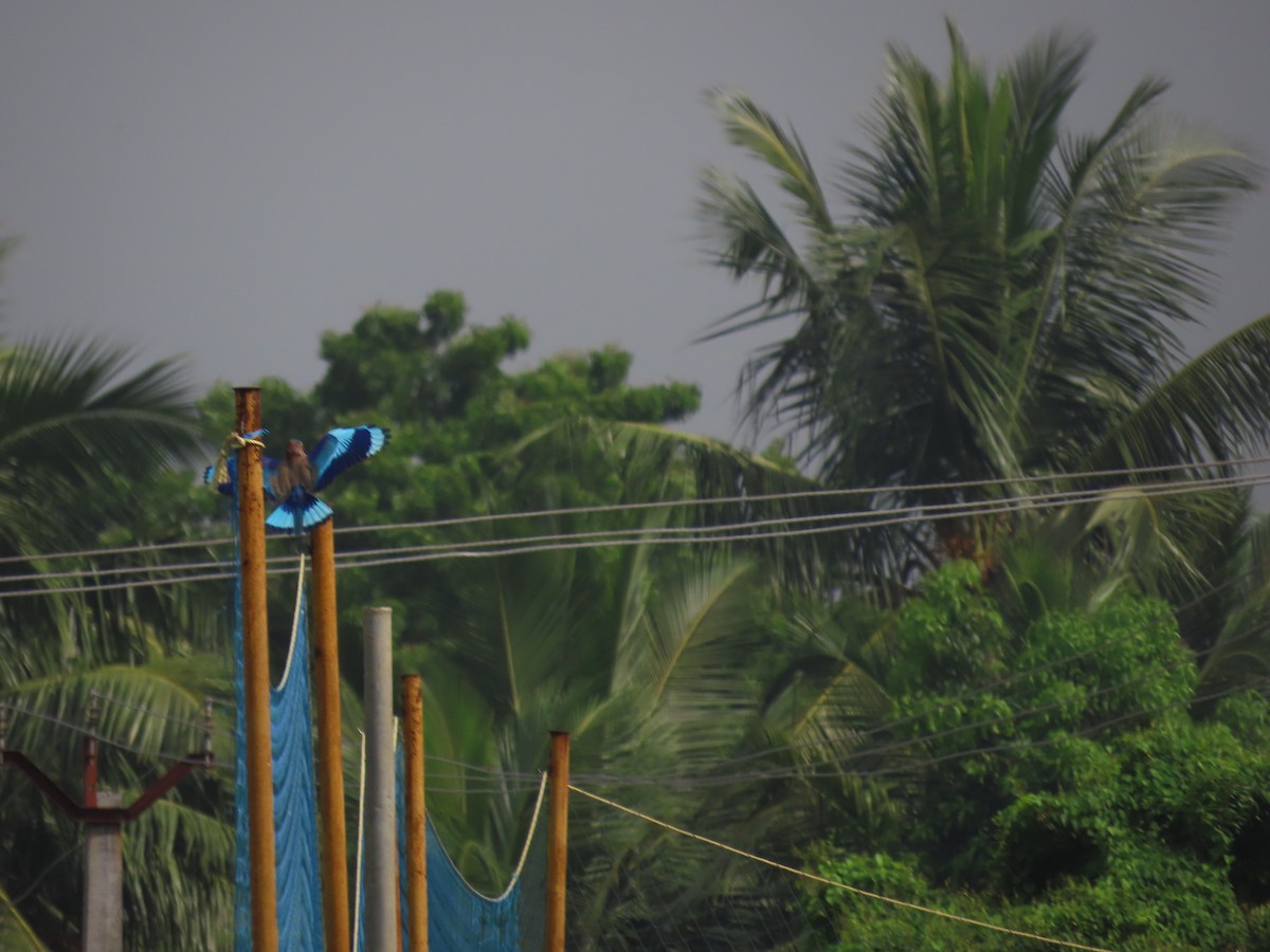 Indian Roller - ML643753509