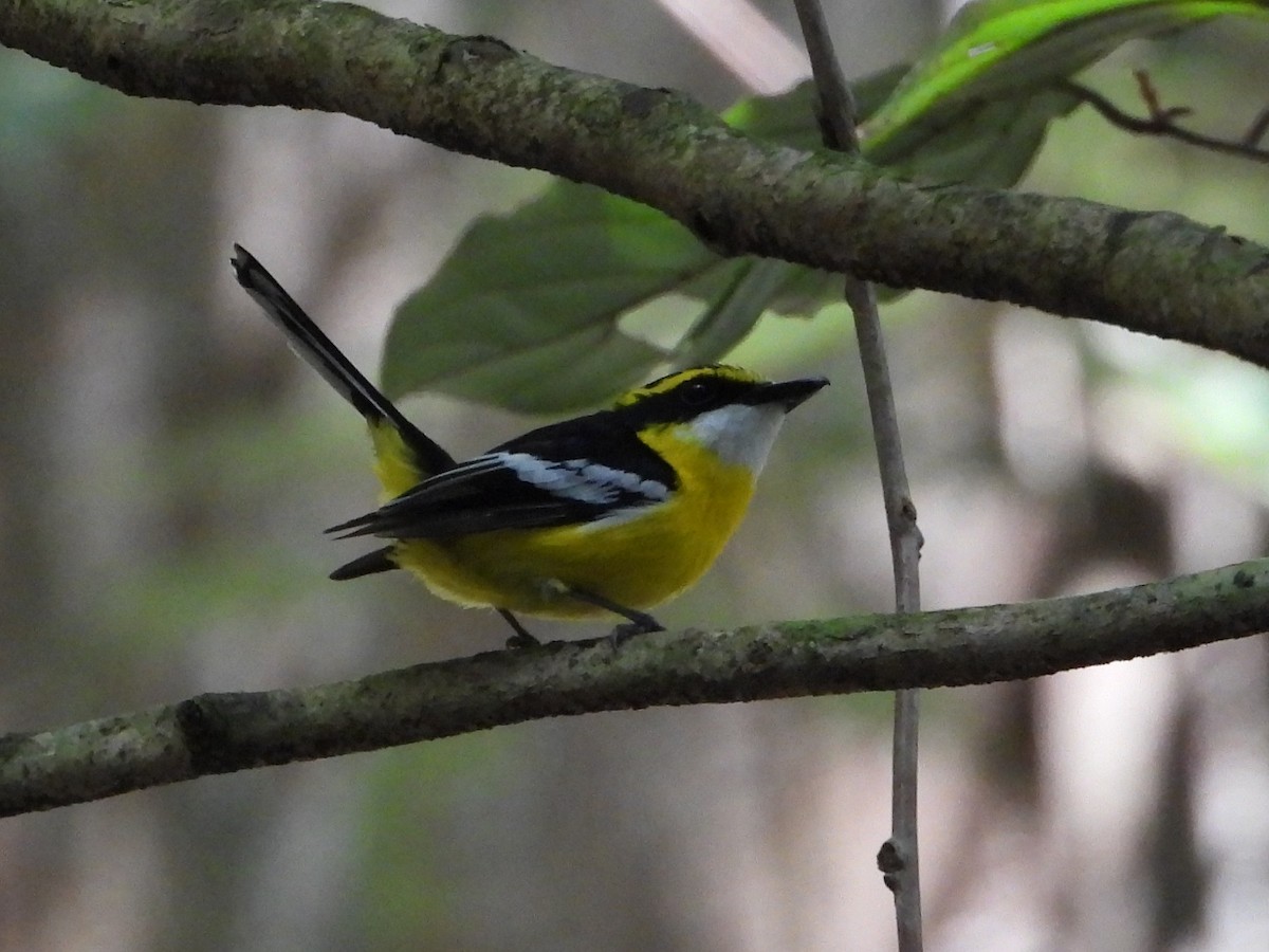 Yellow-breasted Boatbill - ML643753510