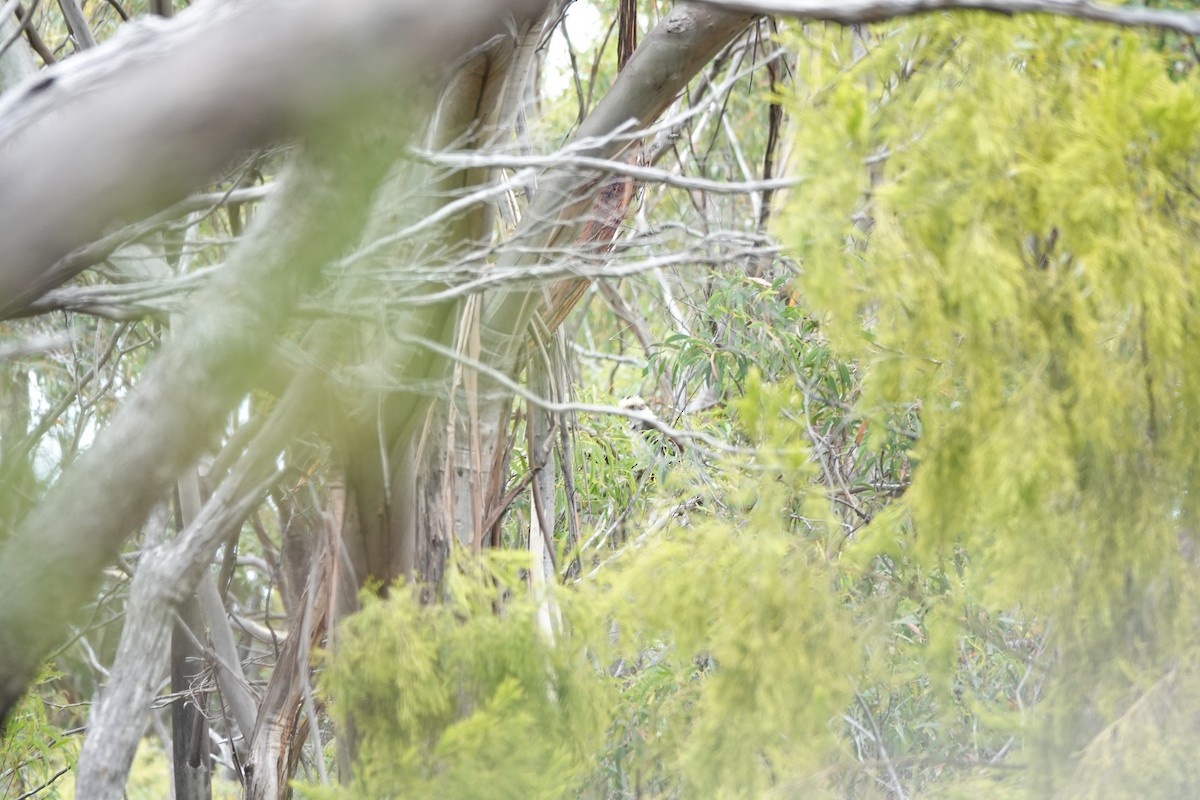 Laughing Kookaburra - ML643753511