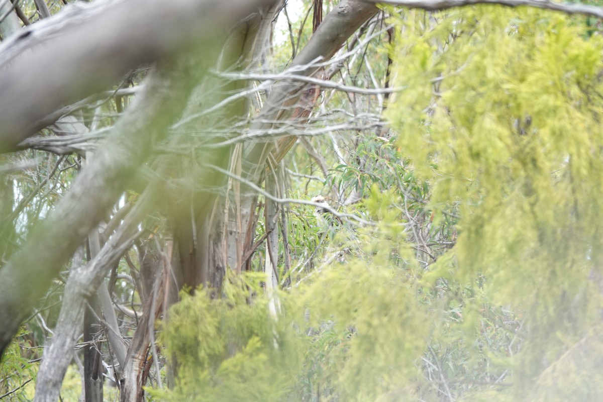 Laughing Kookaburra - ML643753512
