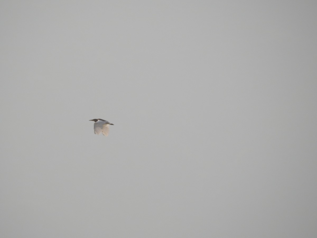 Indian Pond-Heron - ML643753514