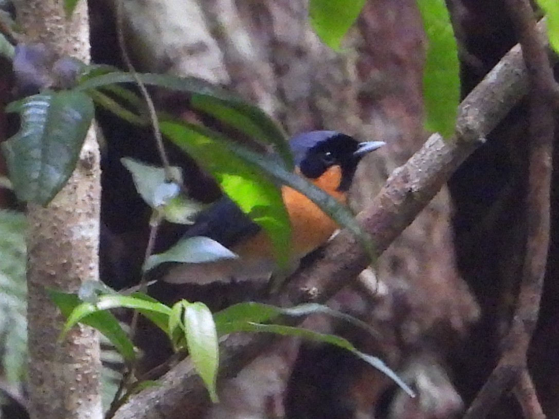 Australian Spectacled Monarch - ML643753517
