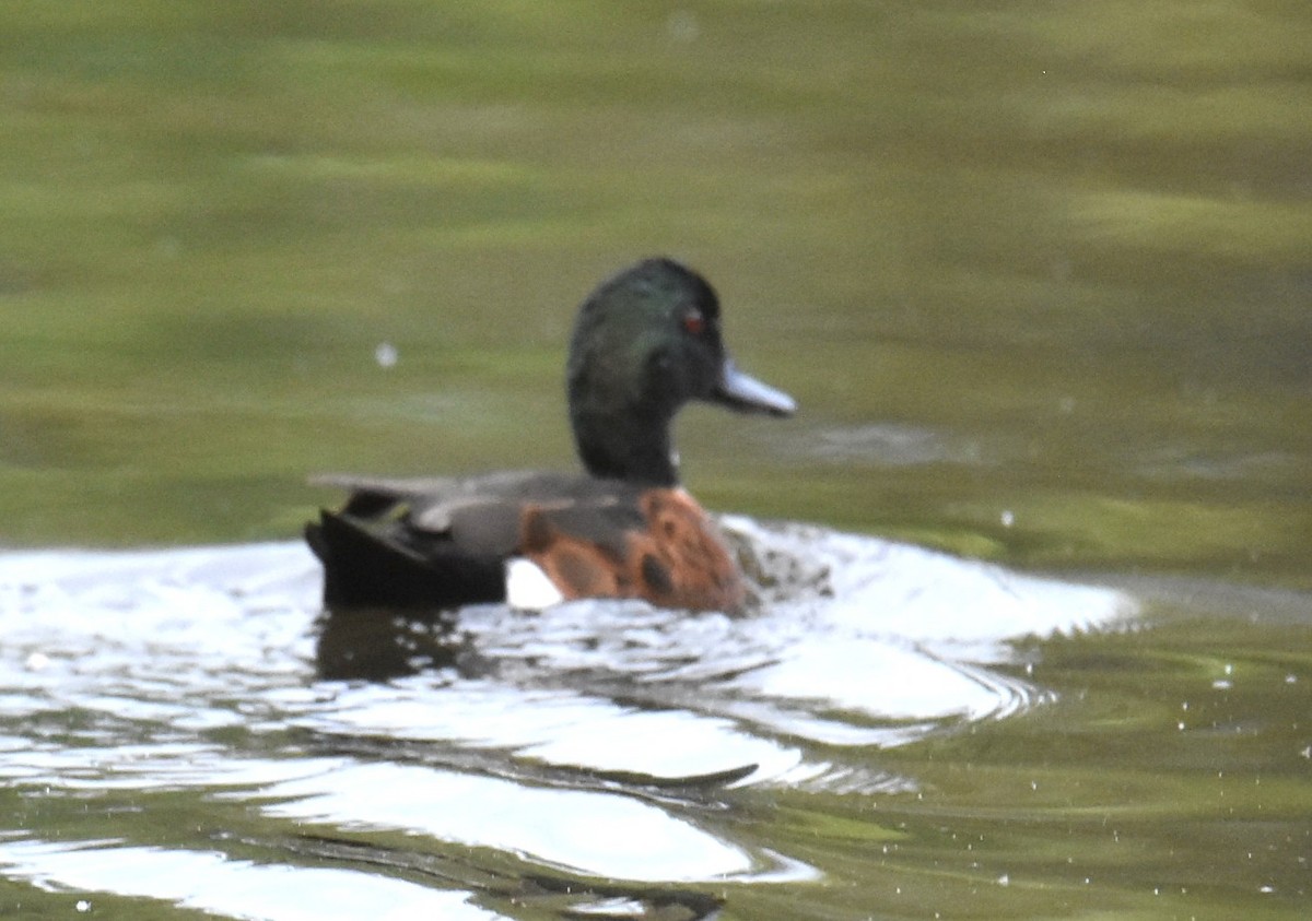 Chestnut Teal - ML643753518