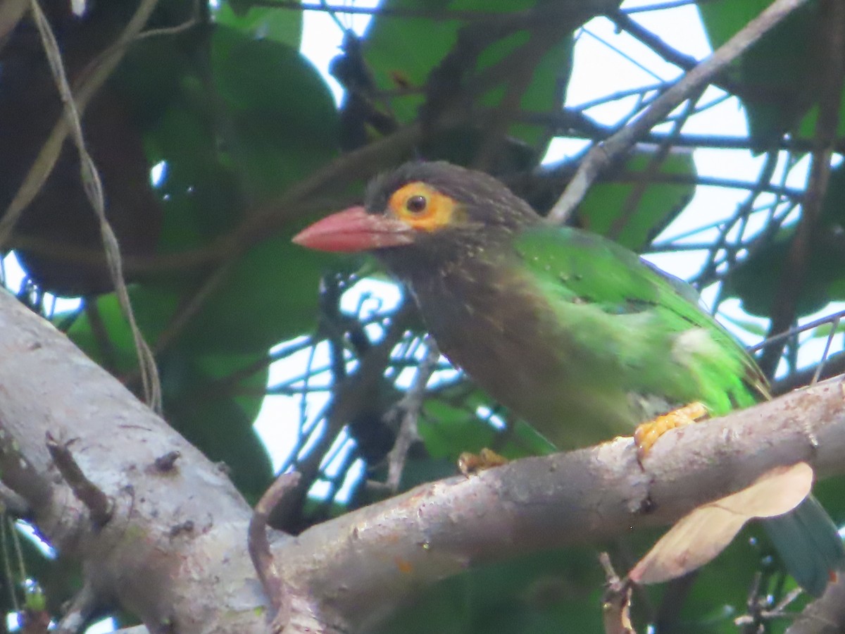 Brown-headed Barbet - ML643753519
