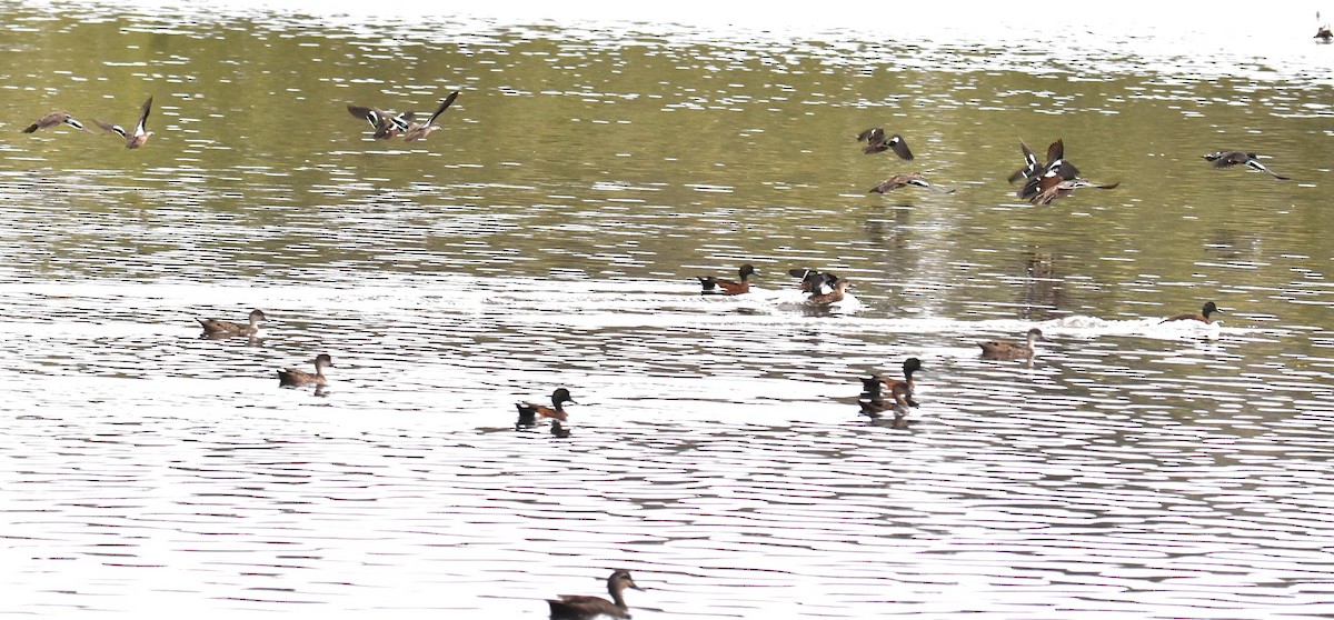 Chestnut Teal - ML643753520