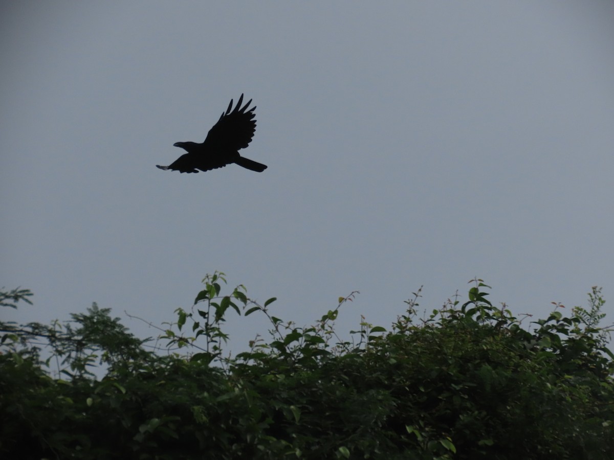 Large-billed Crow - ML643753521