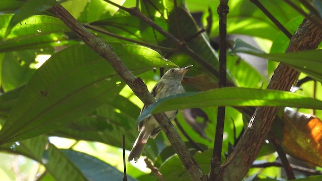 Snethlage's Tody-Tyrant - ML643753526