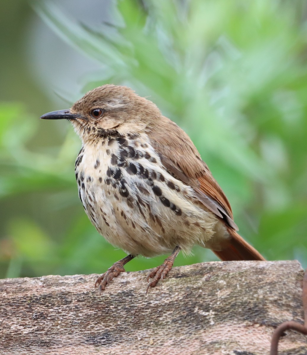 Spotted Morning-Thrush - ML643753528