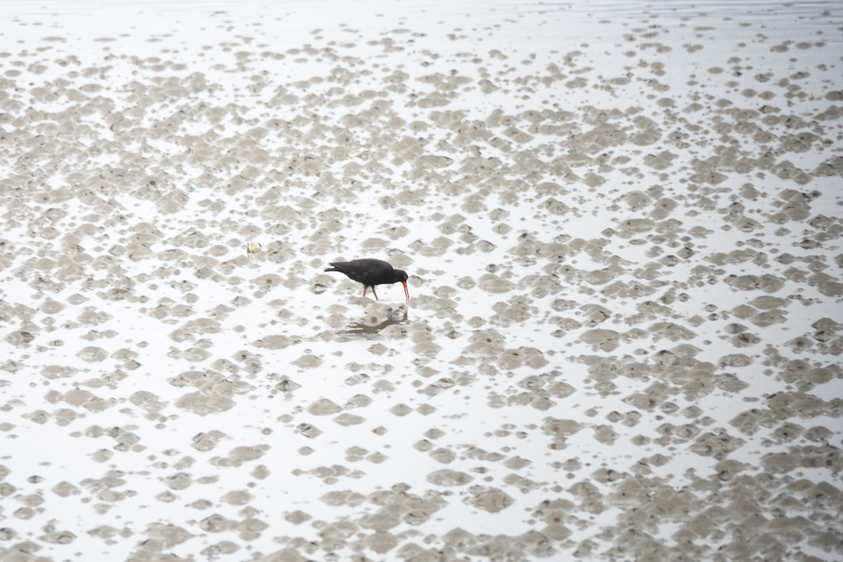 Sooty Oystercatcher - ML643753529