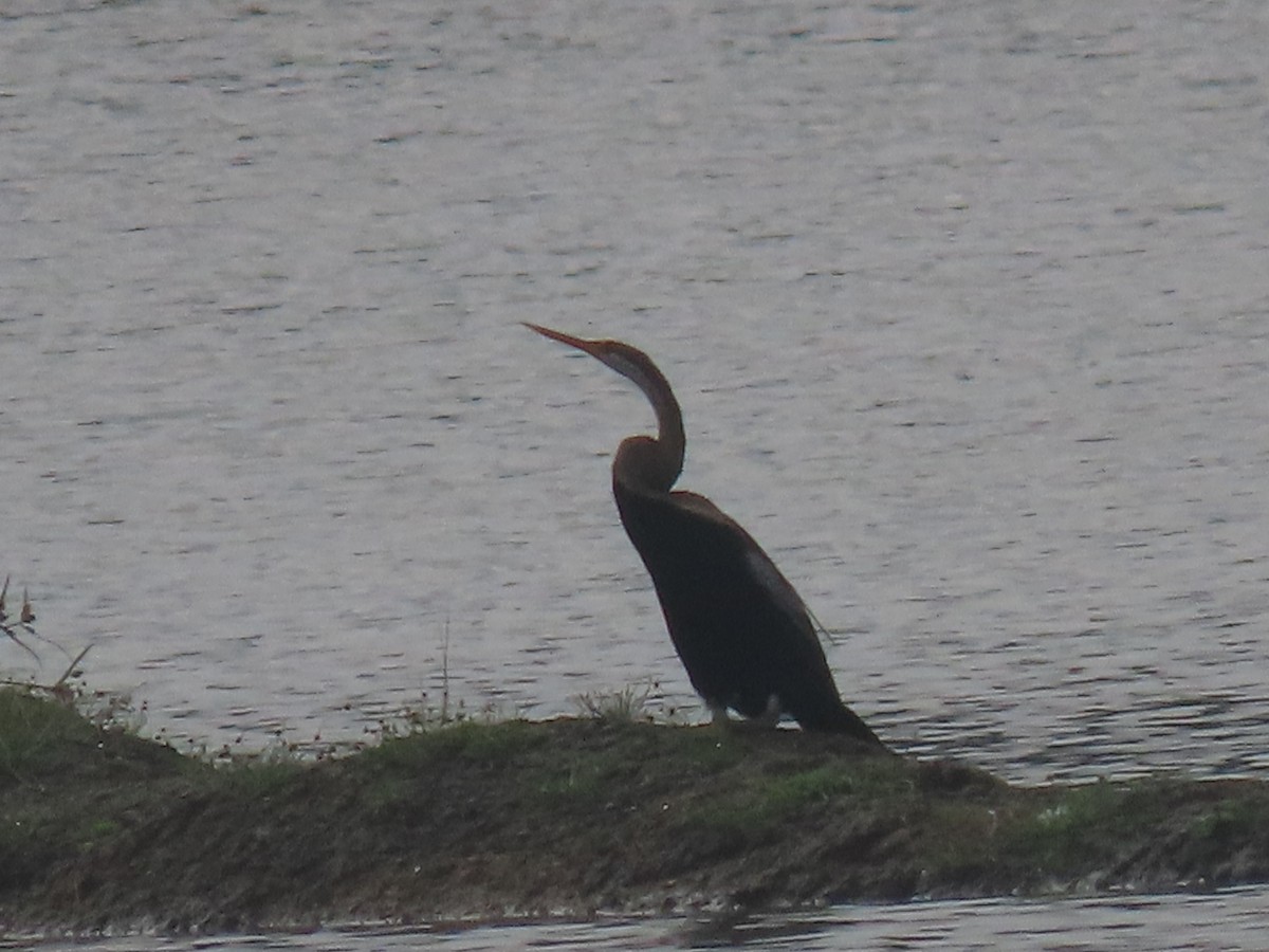 Anhinga asiarra - ML643753538