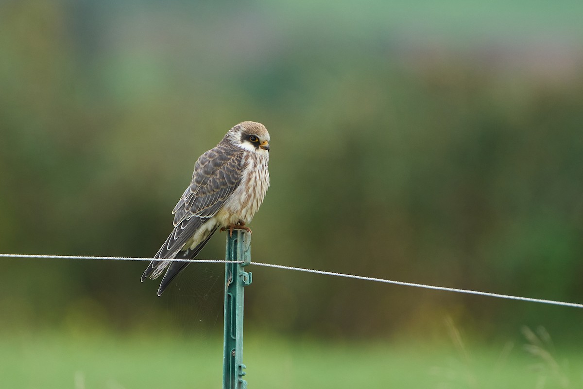 Red-footed Falcon - ML643753543