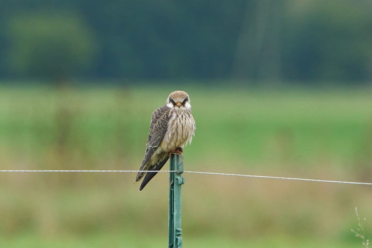 Red-footed Falcon - ML643753547