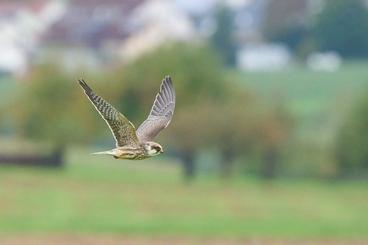 Red-footed Falcon - ML643753552