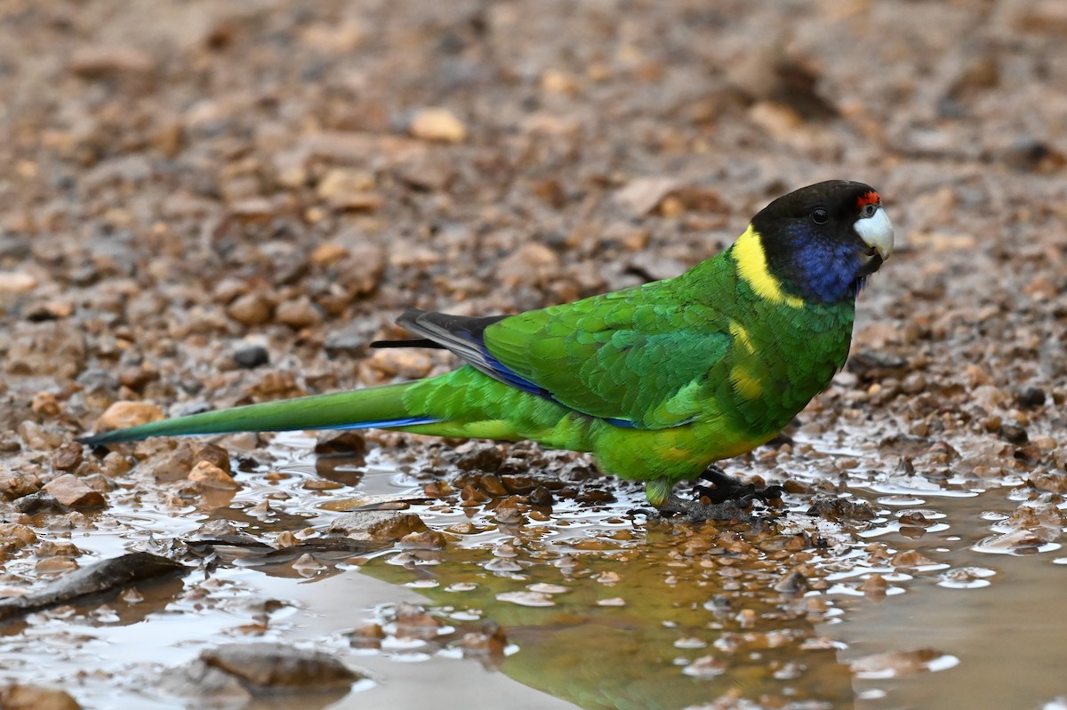 コダイマキエインコ - ML643753565