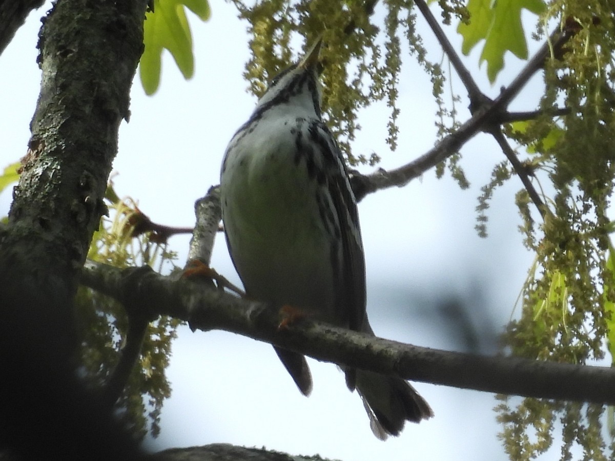 svarthetteparula - ML643753568