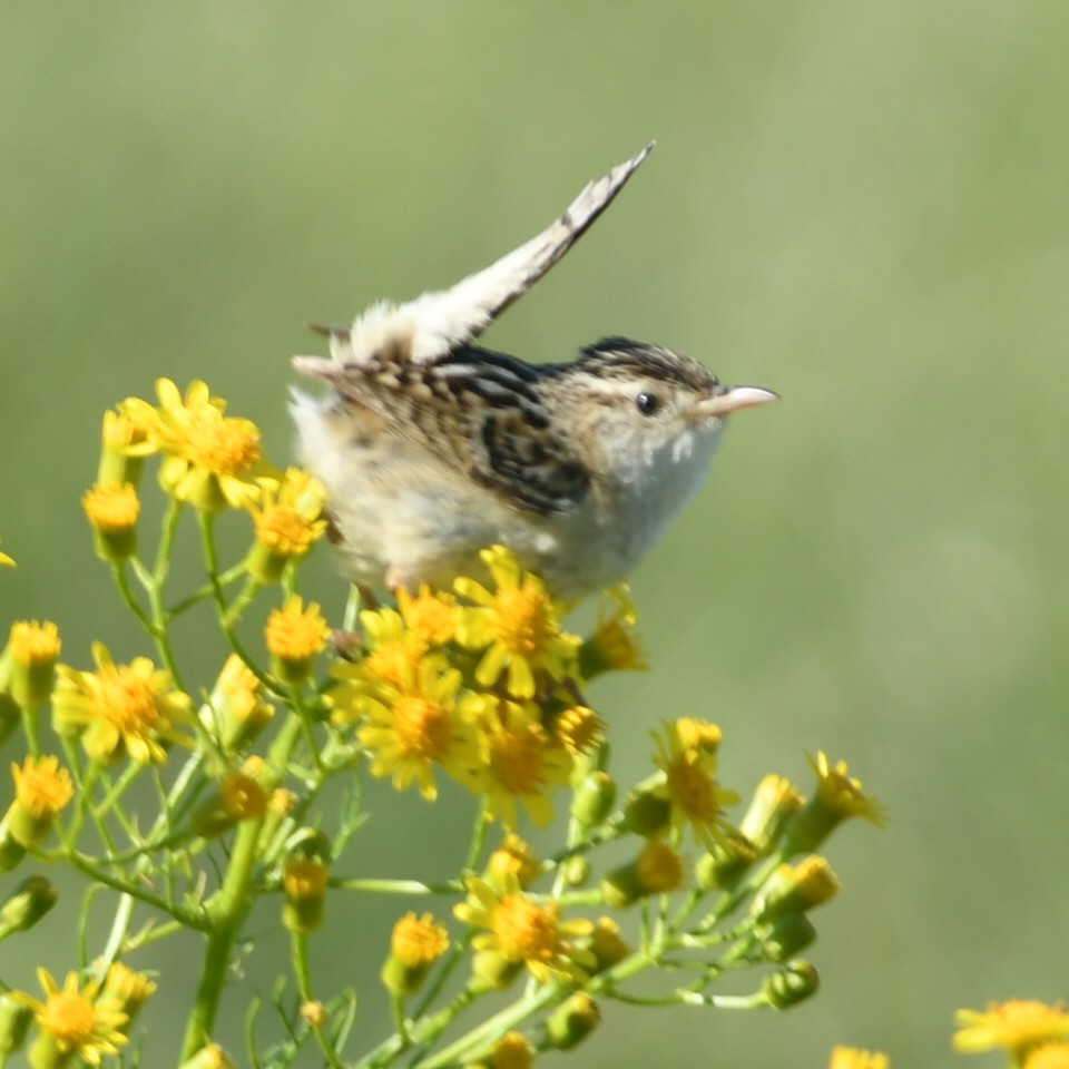 Grass Wren - ML643753571