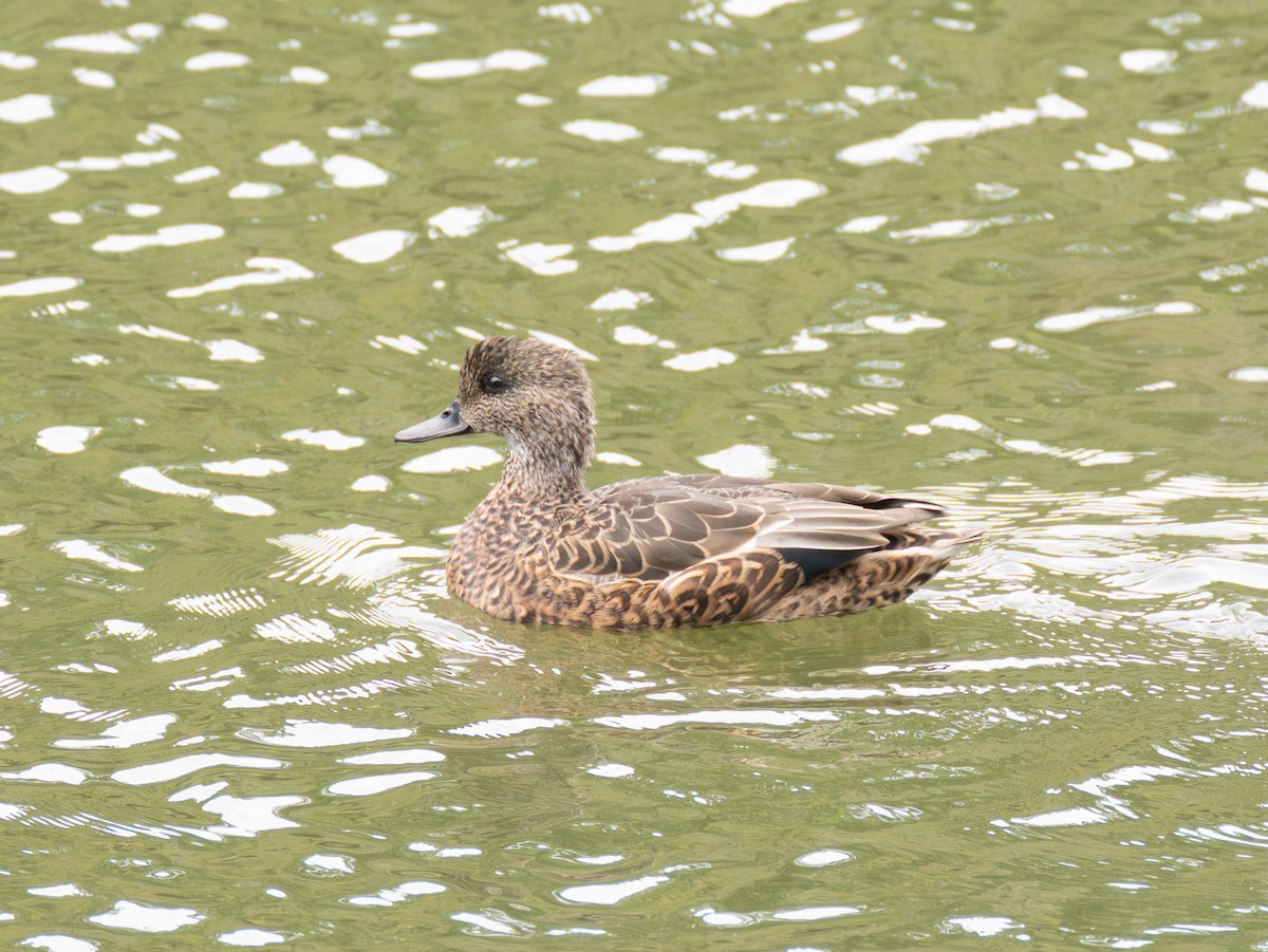 Falcated Duck - ML643753586