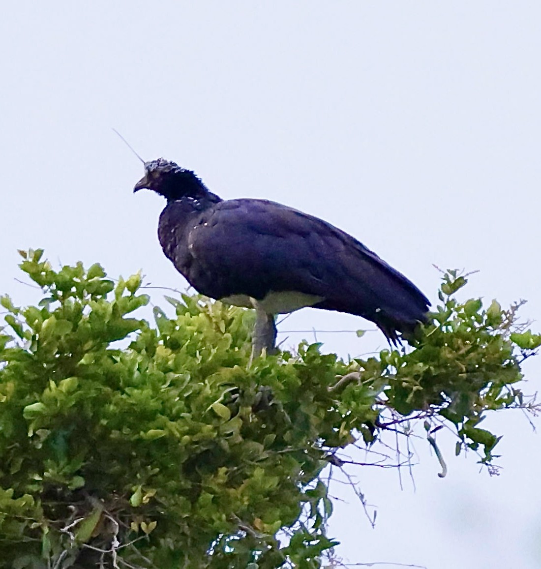 Hornwehrvogel - ML643753637