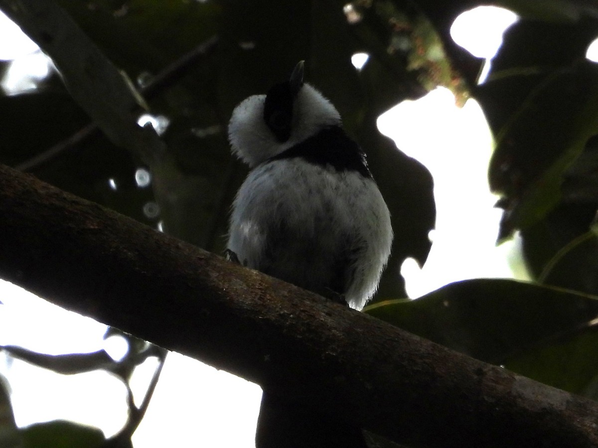Pied Monarch - ML643753638
