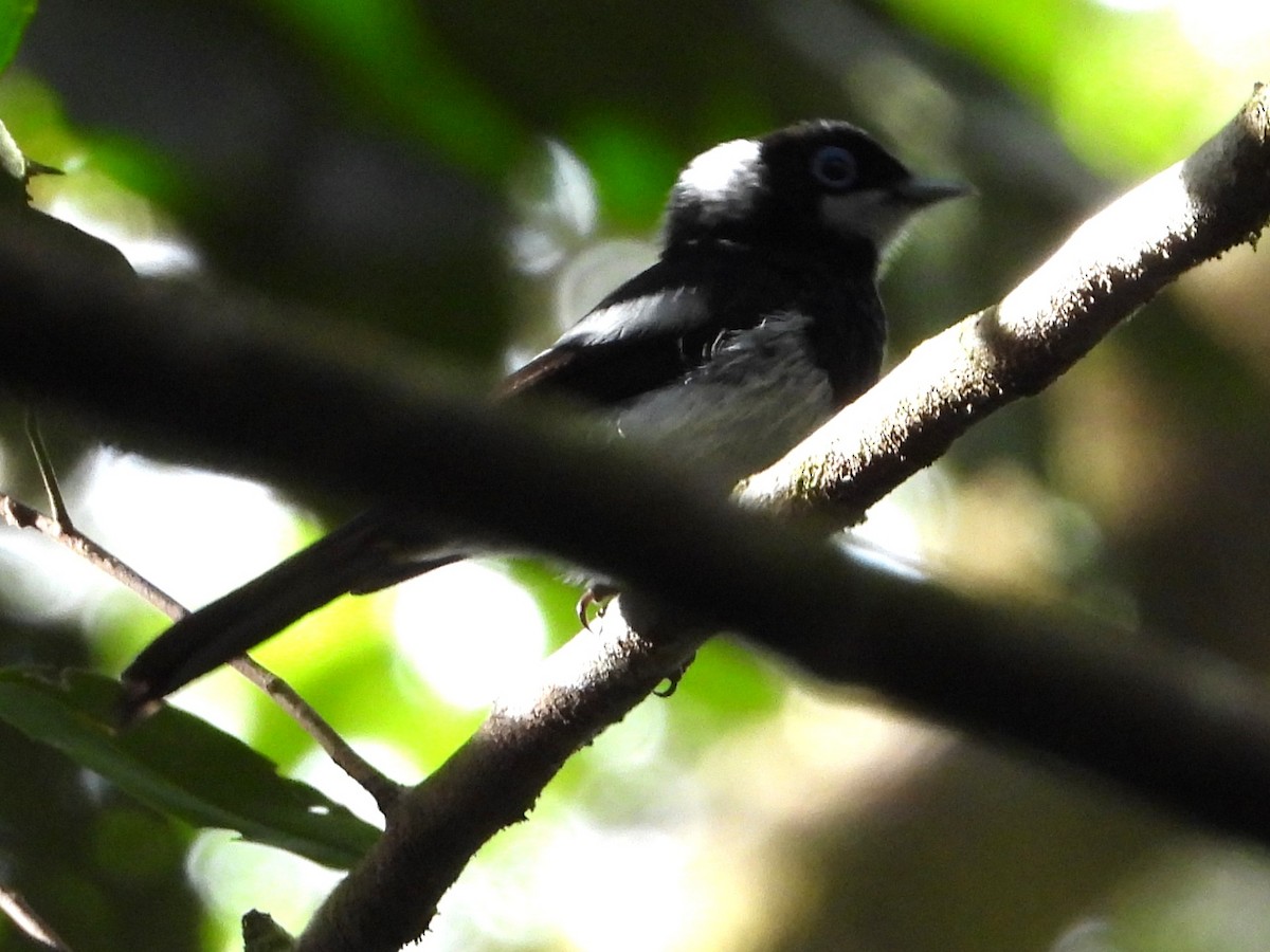 Pied Monarch - ML643753639