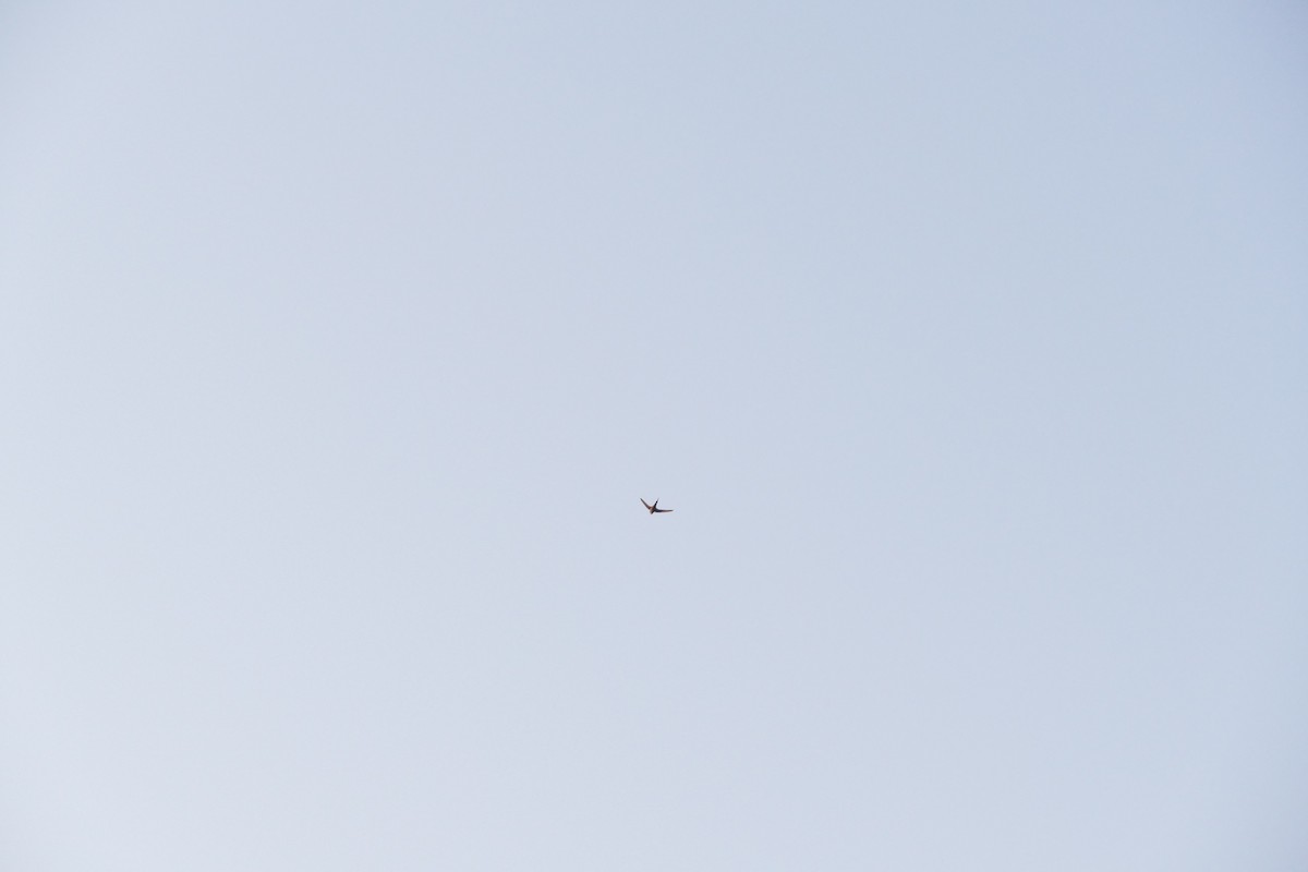African Palm Swift - ML643753648