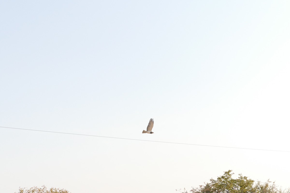 Black-chested Snake-Eagle - ML643753666