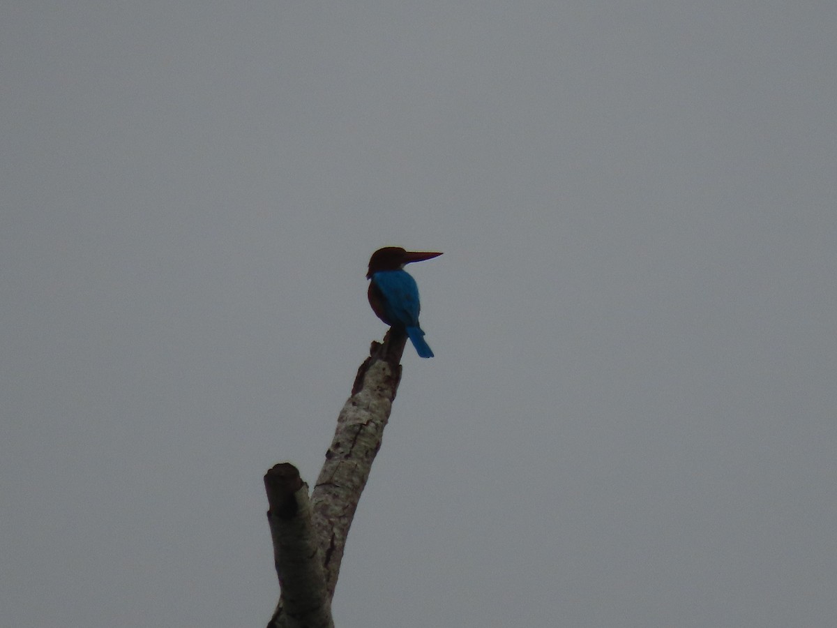 White-throated Kingfisher - ML643753669