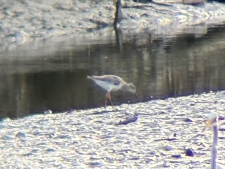 Kuliska (Tringa) sp. - ML643753677