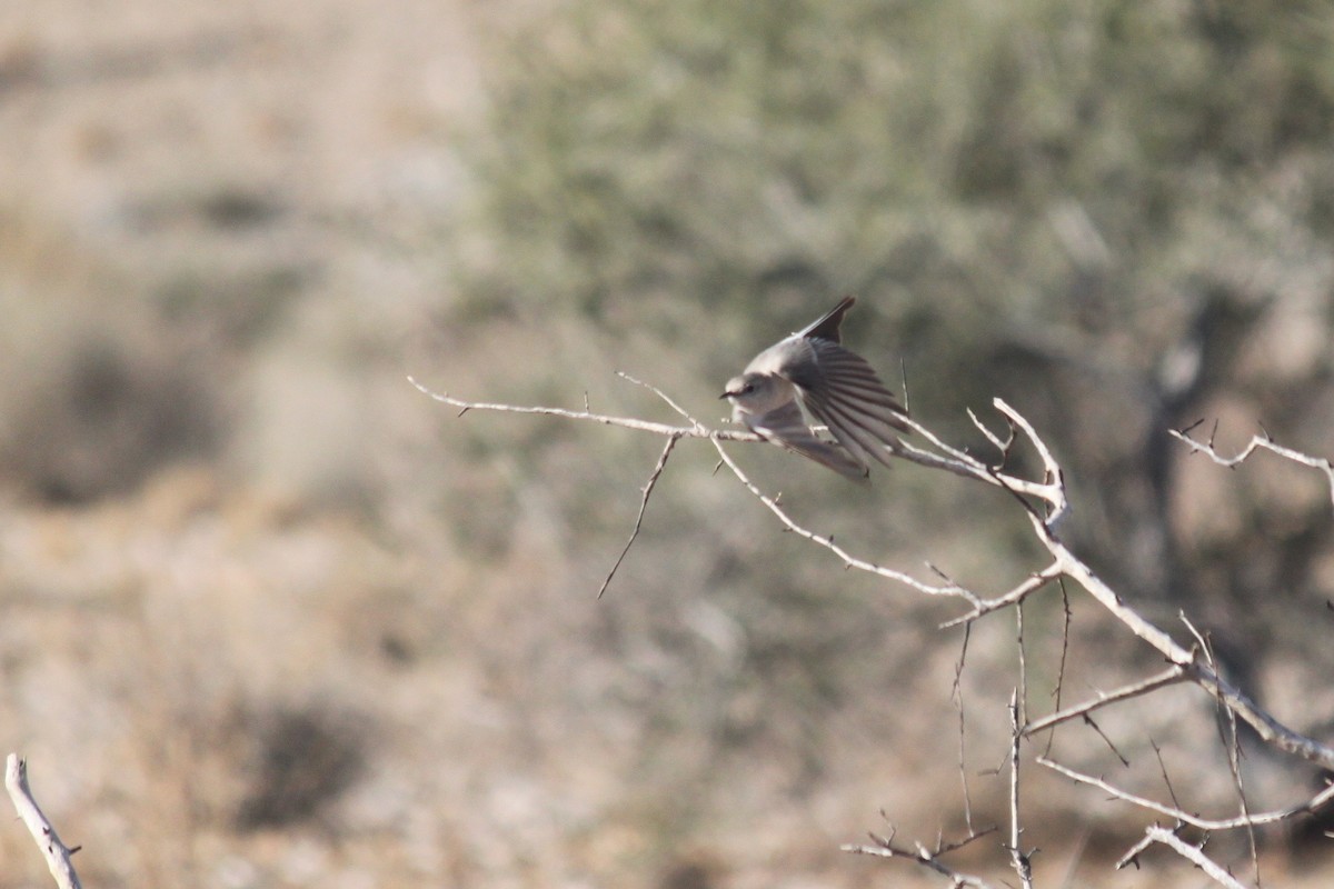 Karoo Chat - ML643753679