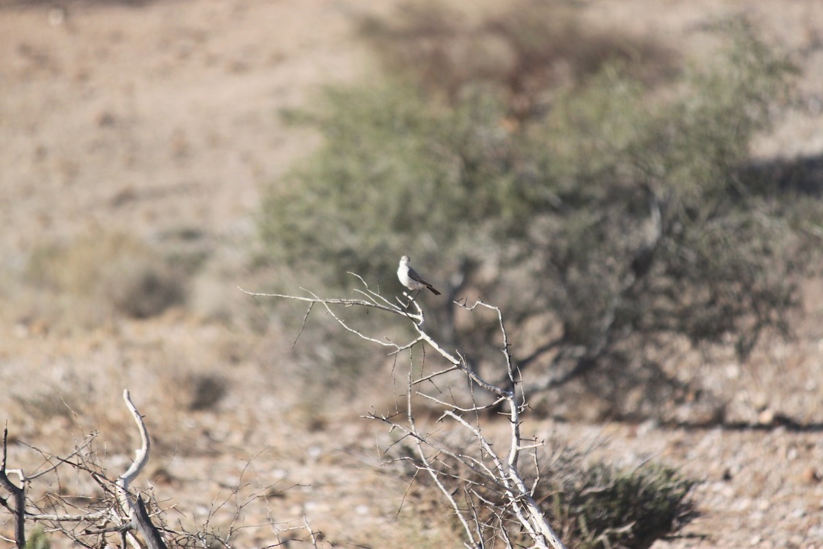 Karoo Chat - ML643753680