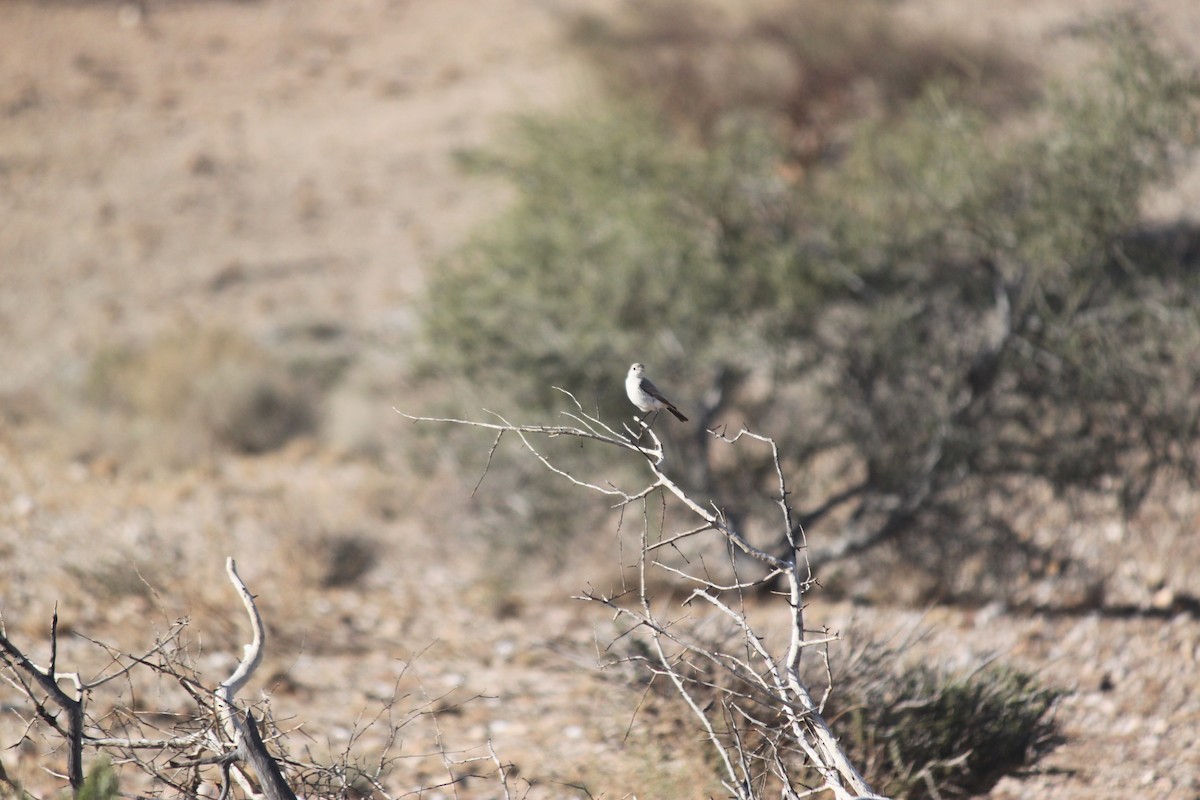 Karoo Chat - ML643753681