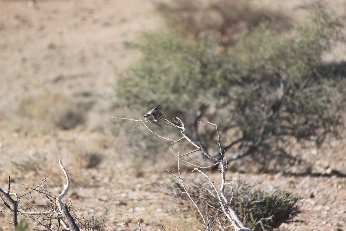 Karoo Chat - ML643753682